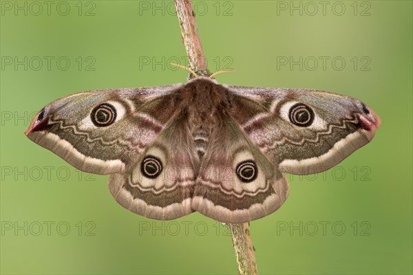 Small emperor moth