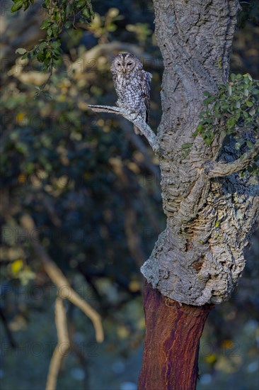 Tawny owl