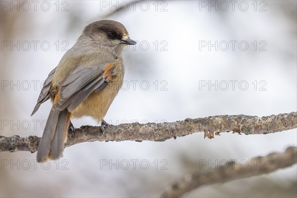 Siberian jay