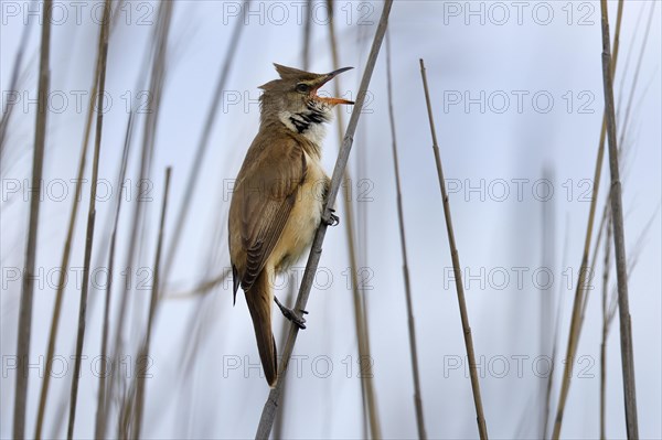 Great reed warbler