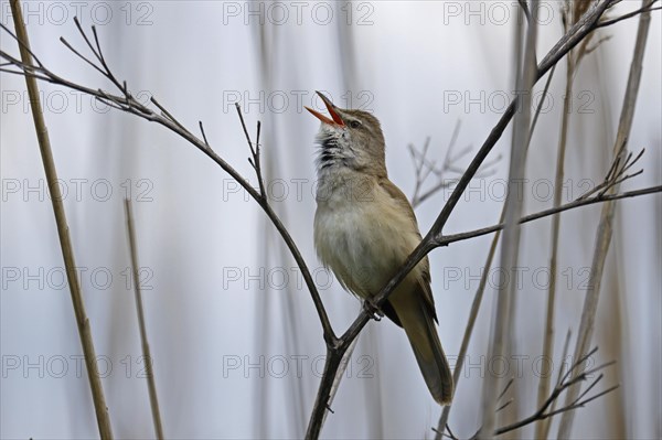 Great reed warbler