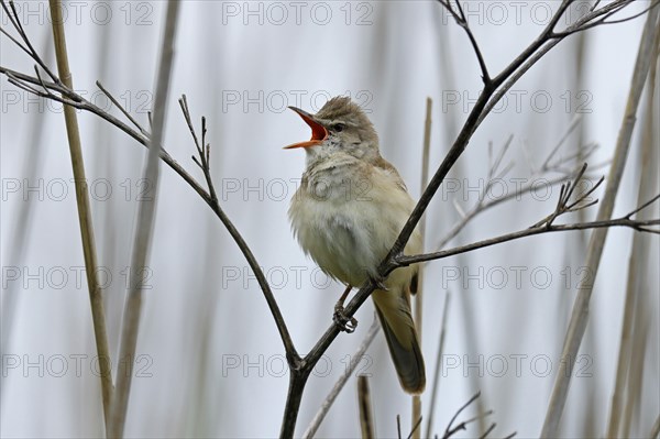 Great reed warbler