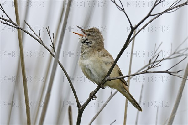 Great reed warbler