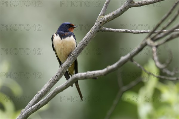 Barn swallow