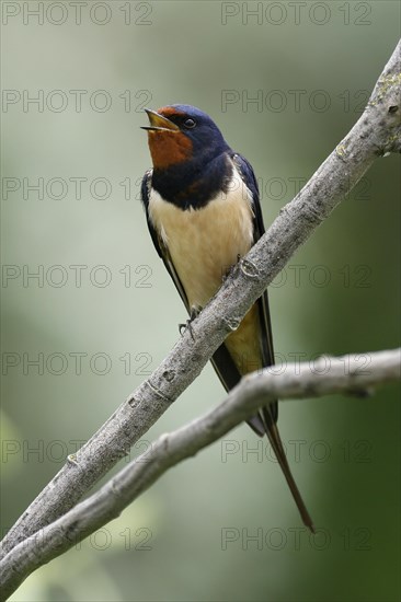 Barn swallow