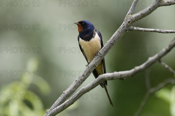 Barn swallow