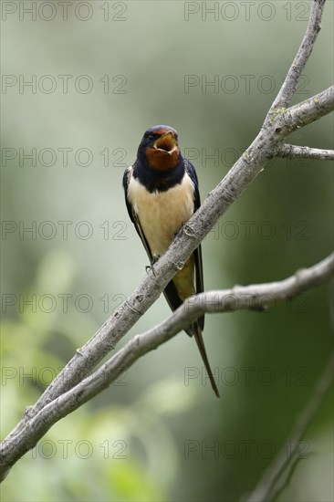 Barn swallow