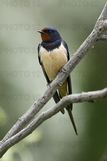 Barn swallow