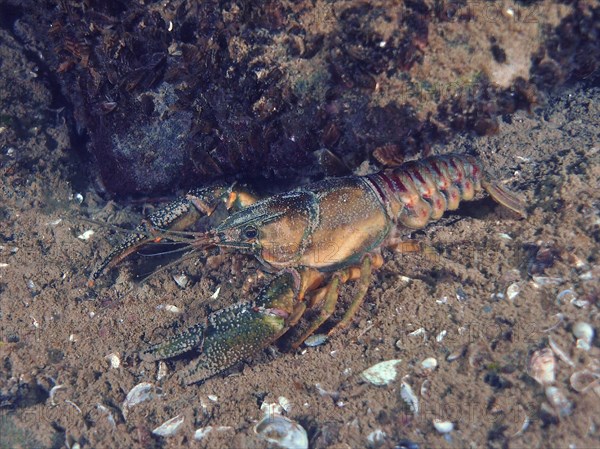 European crayfish