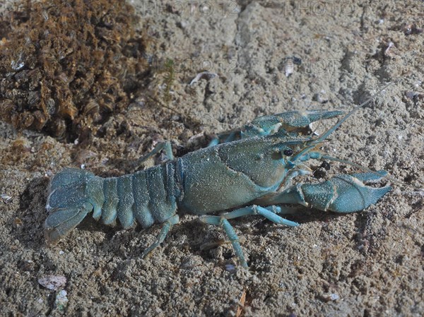 European crayfish