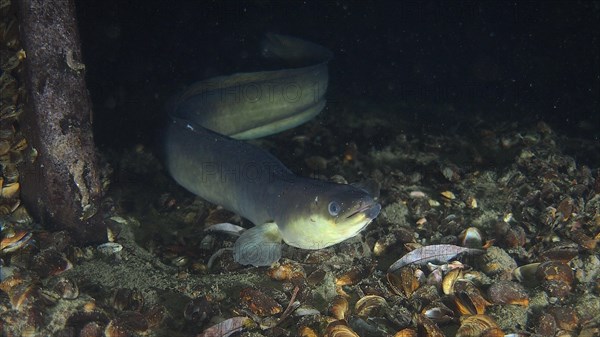 European eel