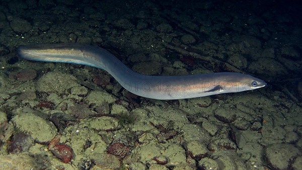 European eel