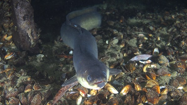 Portrait of European eel