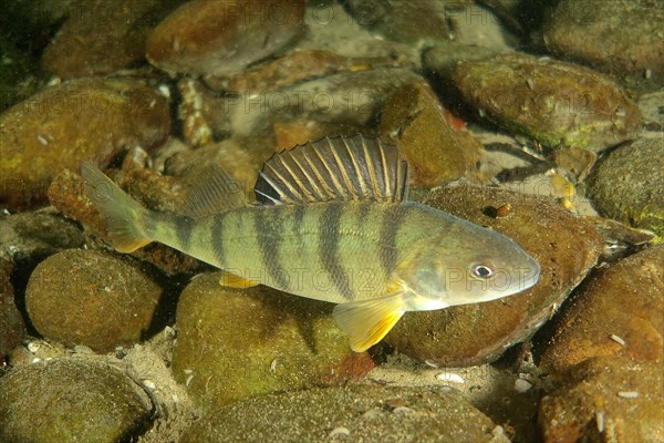 European perch