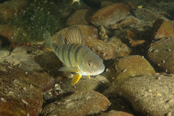 European perch