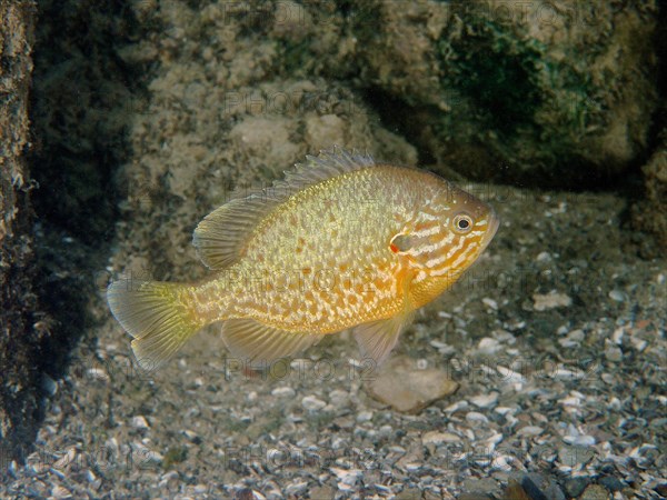 Pumpkinseed sunfish