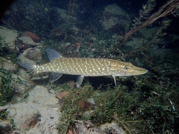 Pike