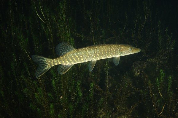 Pike