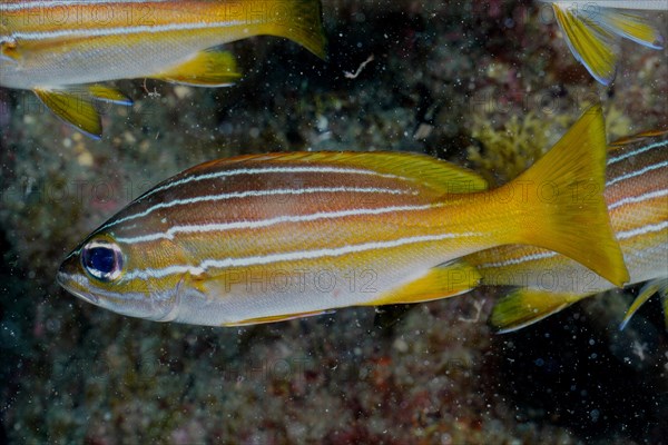 Eight-striped grunt