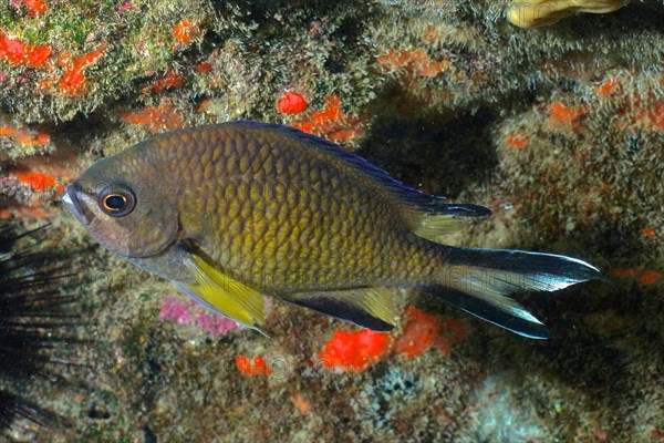 Atlantic monkfish