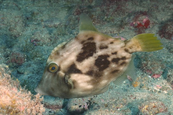 Brown filefish