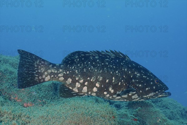 Dusky grouper