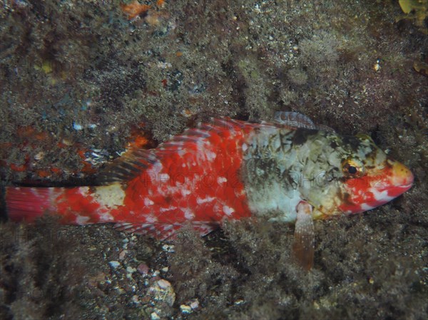 A specimen of mediterranean parrotfish