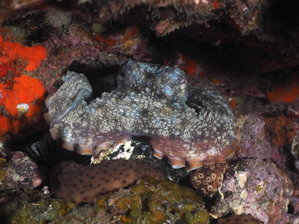 Common Octopus