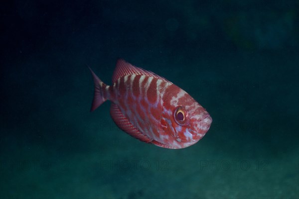 Bigeye glasseye snapper