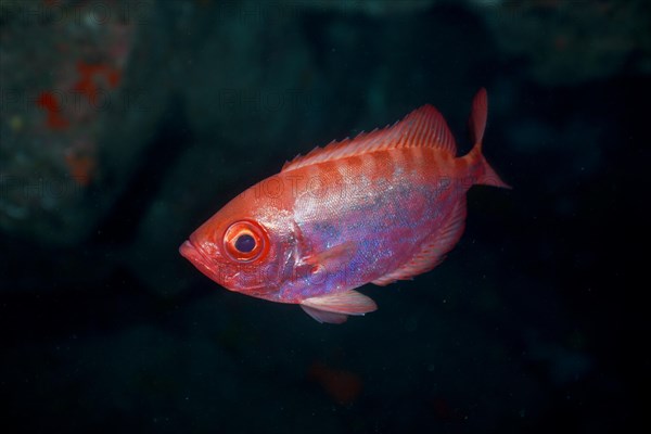 Bigeye glasseye snapper