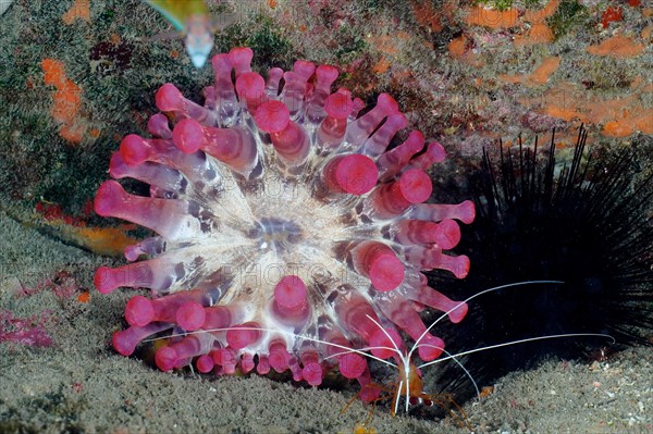 Pink club-tipped anemone