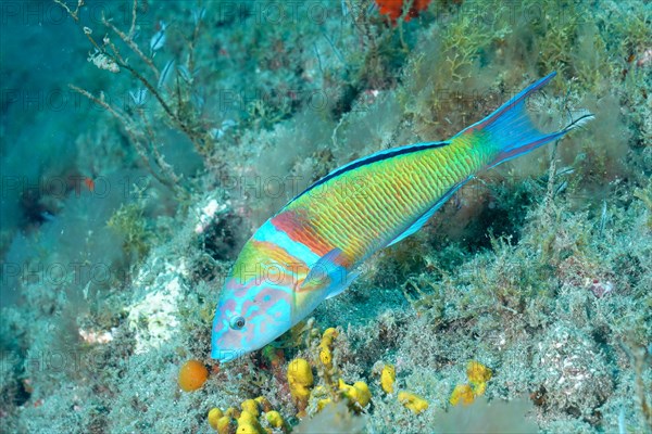 Ornate wrasse