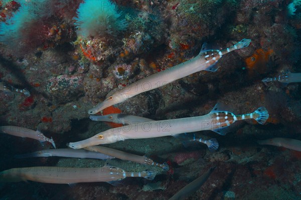 Group of atlantic cornetfish