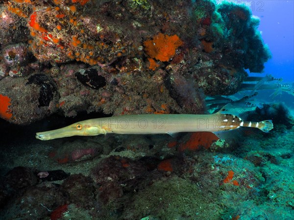 Atlantic cornetfish