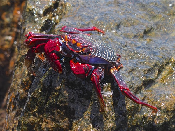 Red rock crab