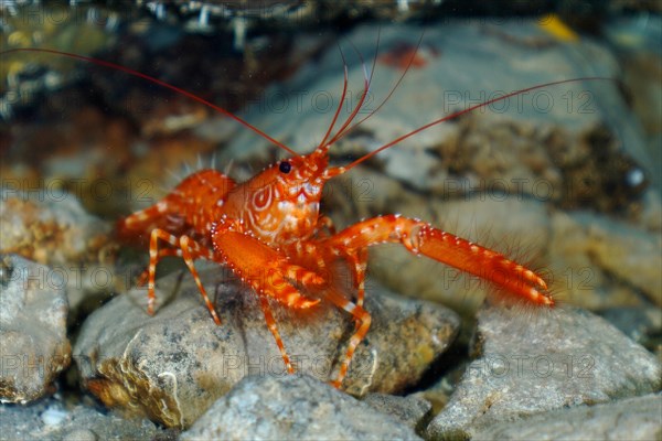 Red Atlantic reef lobster