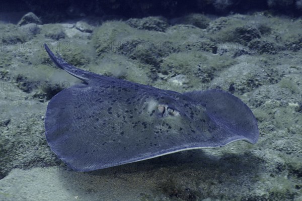 Round stingray