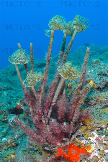 Mediterranean fanworm