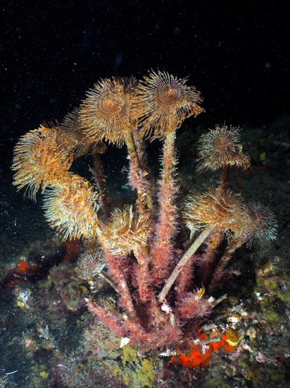 Mediterranean fanworm