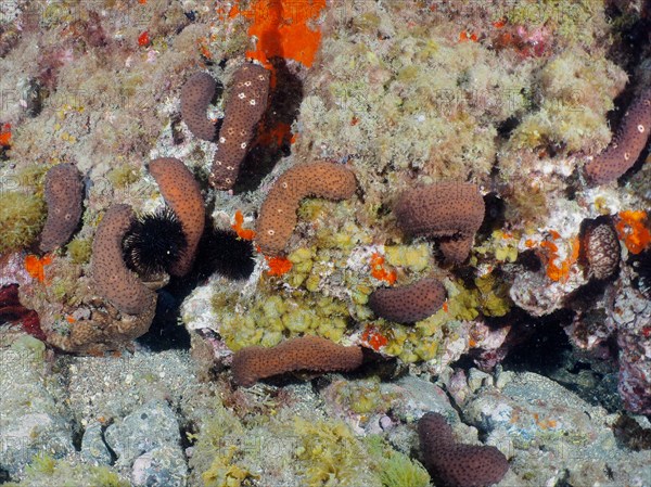 Several specimens of sea cucumber