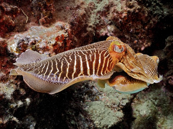 Common cuttlefish