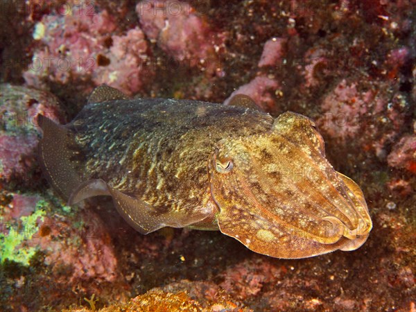 Cuttlefish Sepia officinalis 1f common cuttlefish