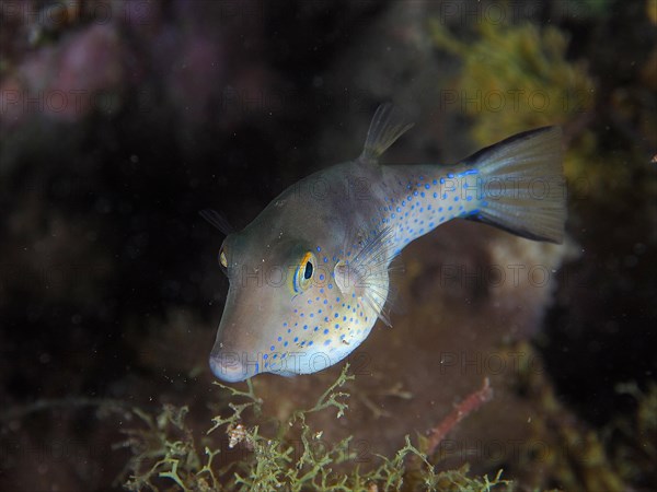 Pointed puffer fish