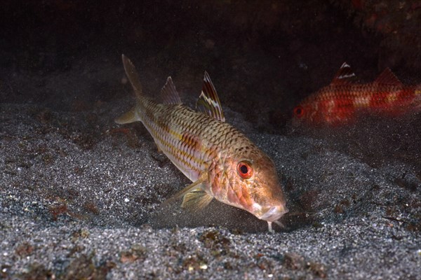 Striped red mullet