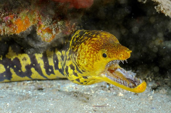 Fangtooth moray