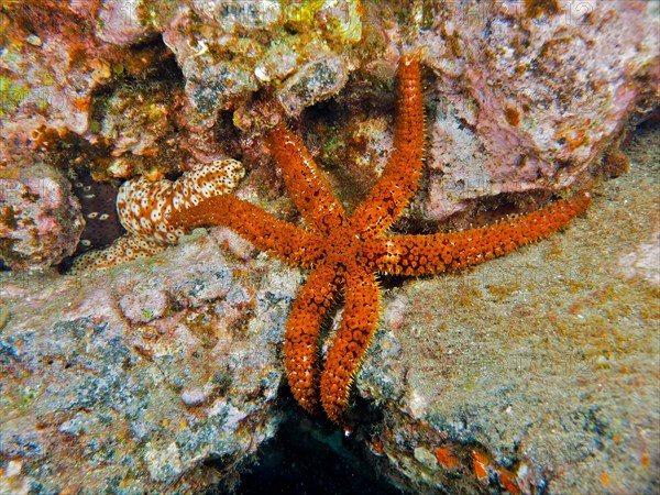 White starfish