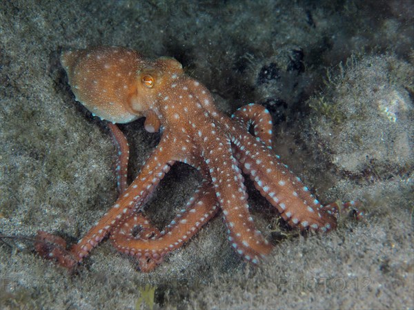White spotted octopus