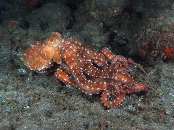 White spotted octopus