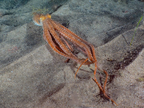 White spotted octopus