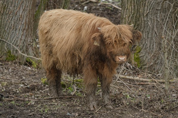 Scottish Highland Cattle